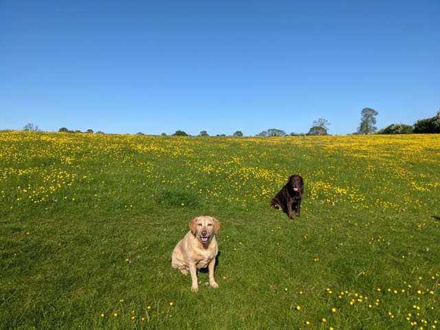 Poppy and Java running in a field